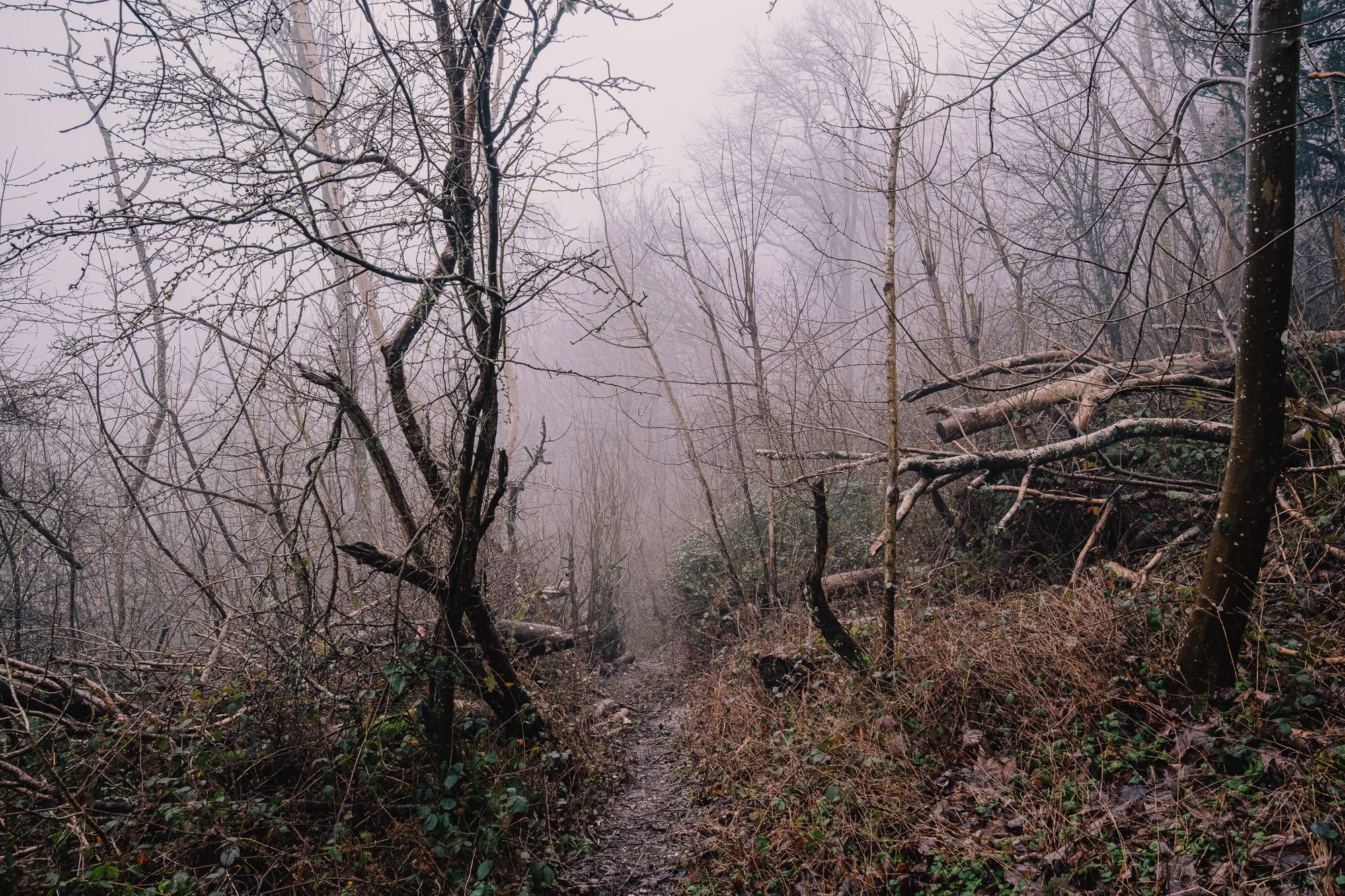_DSF1458_2000px_Willingdon.jpg