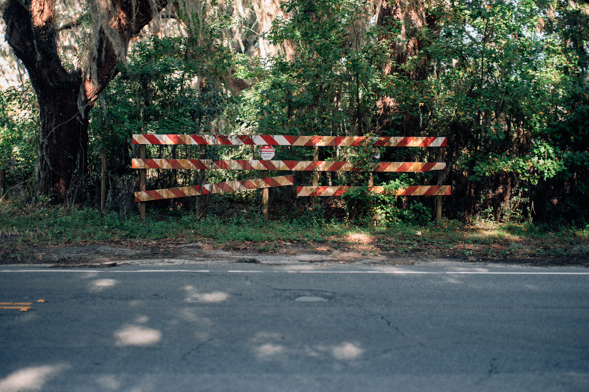 savannah-spanish-moss.jpg